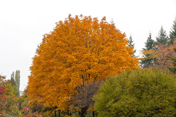 tree in autumn