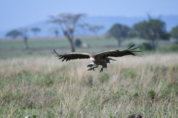Geier mit Kadaver und im Flug