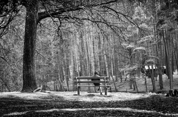 The man sitting on the bench. Beautiful forest. Spring green trees. Day shadows. Amazing nature.