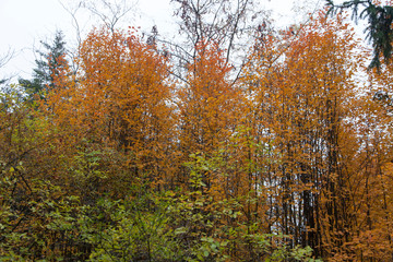 Fototapeta premium autumn in the park