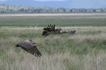 Geier mit Kadaver und im Flug