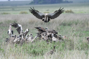 Geier mit Kadaver und im Flug