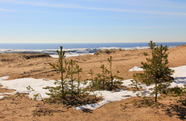 Pines and bushes on sandy beach with snow