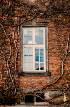 Classic white window with panels in a red brick wall covered with dry lianas