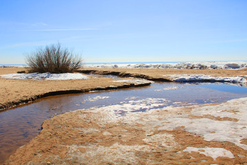 Pines and bushes on sandy beach with snow