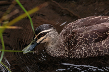 A Pacific Black Duck looking for food at the Blue Lake in the morning near Jenolan Caves, Blue Mountains National Park, Sydney, Australia in April 2019