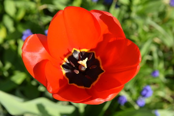 Fototapeta premium offene rote Tulpe