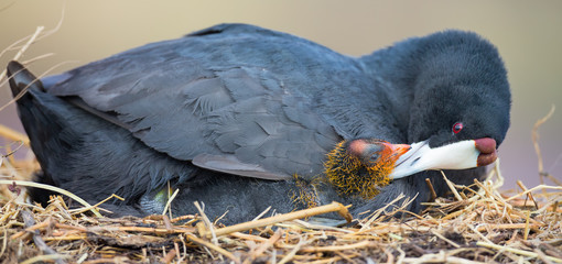 Fototapeta premium Red Knobbed Coot sitting on a nest with one chick protecting