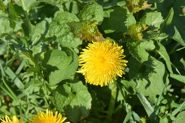 L&ouml;wenzahnbl&uuml;te