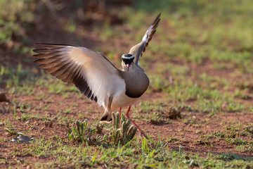 Crowned Lapwing trying to fend off a small snake