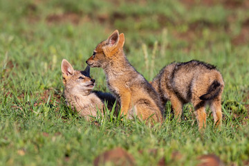 Three Black Backed Jackal puppies play in short green grass to develop skills