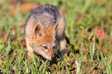 Lone Black Backed Jackal pup standing in short green grass to explore the world