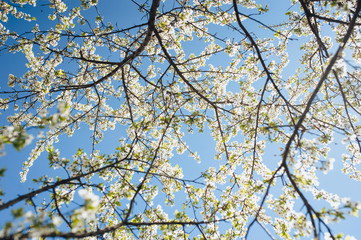 Flowering cherry in spring time against the blue sky on a sunny day. Large branches with open pistils. White flower, the onset of heat, copy space. Nature photography and landscape.