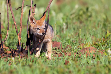 Lone Black Backed Jackal pup standing in short green grass to explore the world