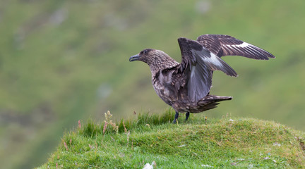 Obraz premium Great skua standing on green grassy knoll calling for its partner