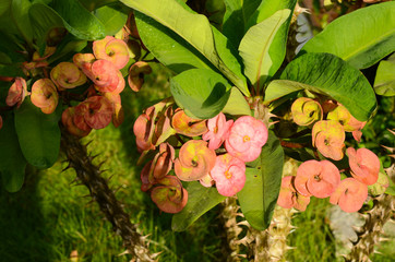 Close up of beautiful crown of thorns flower with leaf and green background.
