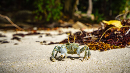 Portrait of a Horned Ghost Crab in the sand, seychelles 4