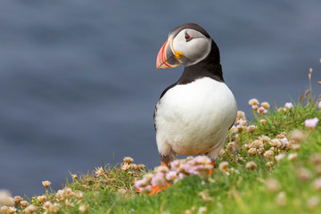 Puffin on Shetland Island resting in green grass and small white flowers