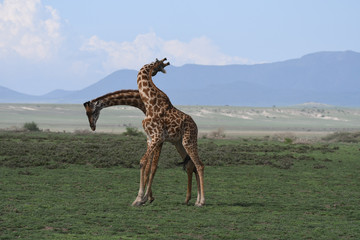 Giraffen