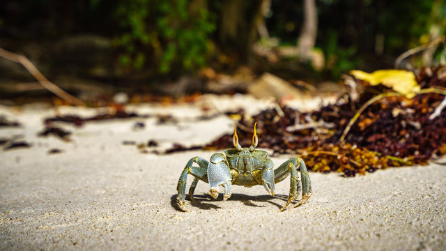 Portrait of a Horned Ghost Crab in the sand, seychelles 4