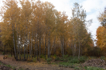 autumn in the park