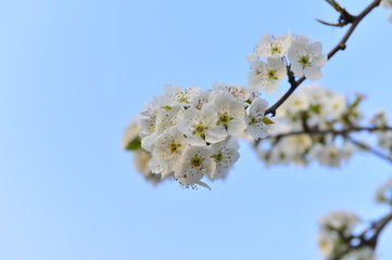 Pear flower in full bloom in spring