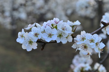 Pear flower in full bloom in spring