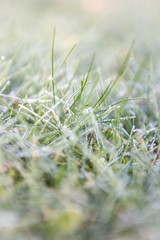 Gel&eacute;e blanche