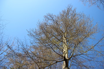 Tree Put Forth Fresh Leaves In Spring With Blue Sky And Warm Sunlight In Europe