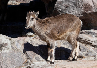 Mountain ram (Bharal) goes on the rocks, a powerful hoofed wild animal against the background of the rocky terrain