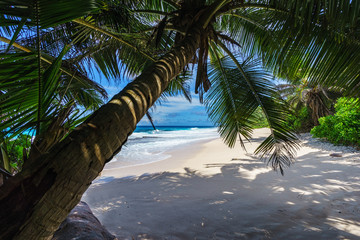 beautiful paradise beach, anse bazarca, seychelles 8
