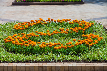 Marigold flower bed in urban public place