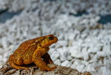 Common toad or European