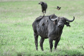 Büffel