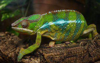 Cute green chameleon on branch