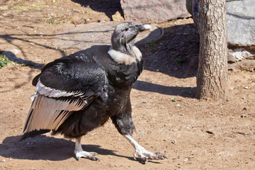 The female Andean condor proudly performs on the ground,