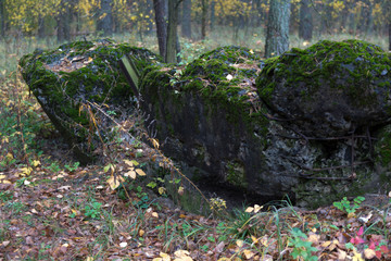stream in the forest