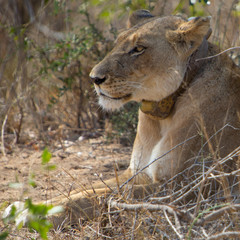 Lion