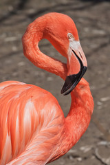 Beautiful bright red-orange flamingo with a curved