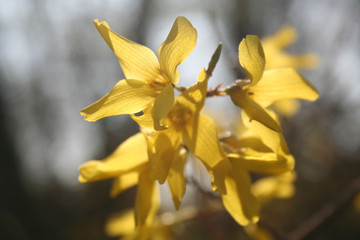 Forsythia branch with yellow flowers under sunlight in springtime
