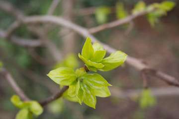 Young fresh green leaves of Persimmon tree growing on branch in springtime. Diospyros kaki