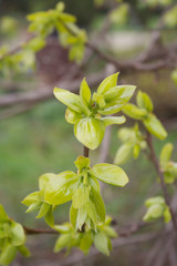 Young fresh green leaves of Persimmon tree growing on branch in springtime. Diospyros kaki