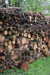 Pile of firewood in the garden in springtime