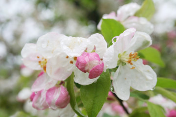 Pink and white apple flowers and blossom on branch covered by rain drops in springtime. Malus domestica