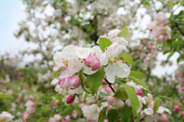 Fototapeta na wymiar Pink and white apple flowers and blossom on branch covered by rain drops in springtime. Malus domestica