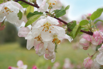 Pink and white apple flowers and blossom on branch covered by rain drops in springtime. Malus domestica