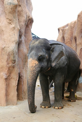 Portrait of Elephant in the zoo, thailand.