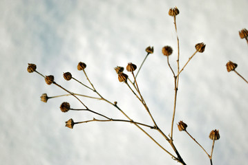 Silybum marianum (cardus marianus, milk thistle, blessed milkthistle, Marian thistle, Mary thistle or Scotch thistle) dry flowers on white snow background