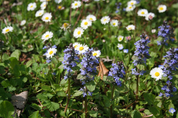 Grass and wild flowers in the meadow in springtime season. Spring background