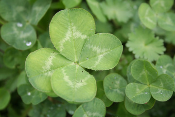 Cloverleaf background. Cloverleaf plants in the meadow